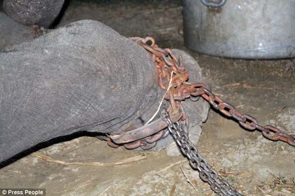 They found Raju chained, as he was for years.