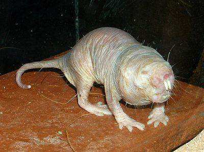 Naked mole rats are one of the most hideous animals on the planet. However, these alien-looking nightmares rarely appear above ground. If they do, they probably can't even see you anyway.