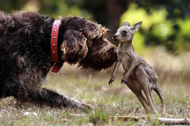 This dog who pulled this baby kangaroo out from her mom's pouch after she had been hit by a car.