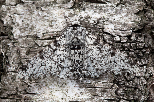 12.) This crafty peppered moth: