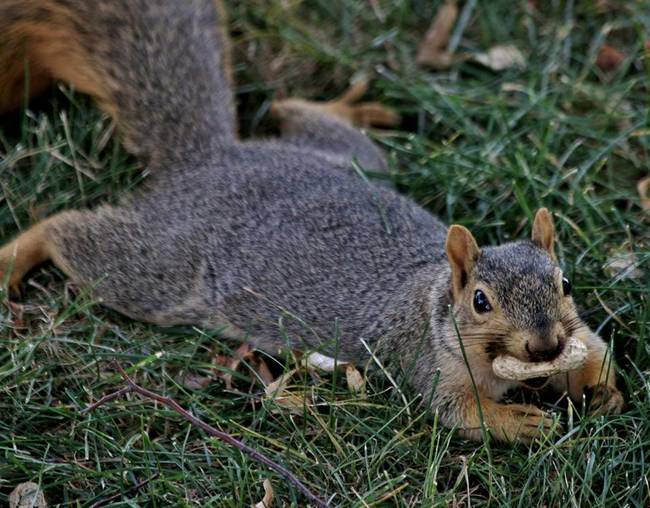 This squirrel knows they're posing for a picture and not a oil painting, right?