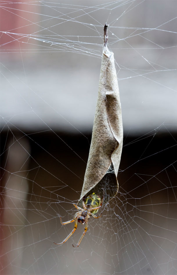 2.) Leaf Curling Spider: The Australian leaf-cutting spider creates an enclosure by curling a dead leaf and lining it with silk.