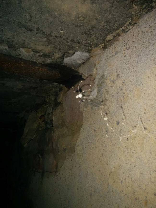 What creepy abandoned bunker tour would be complete without a closeup of a dead spider?