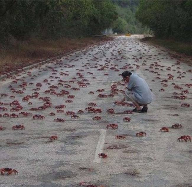 20.) Crabs migrating across Christmas Island.