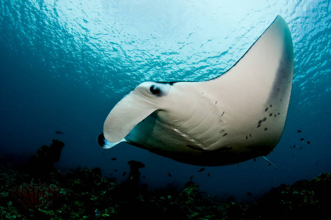 Manta rays often get confused with their stingray cousins, who have barbed stingers. In reality, even though they are far bigger than most other rays (up to 25 ft across), they are gentle giants.