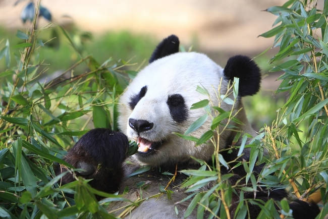 This is what a REAL panda looks like.