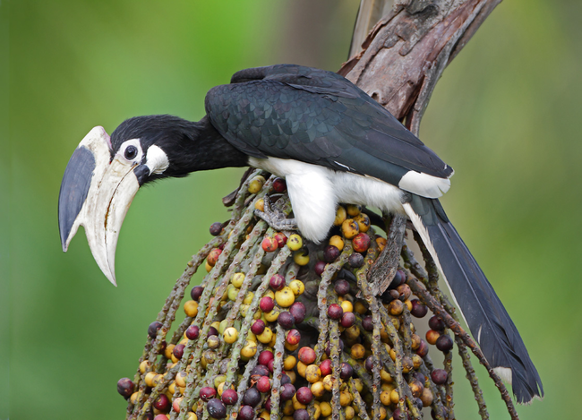 8.) Malabar Pied Hornbill