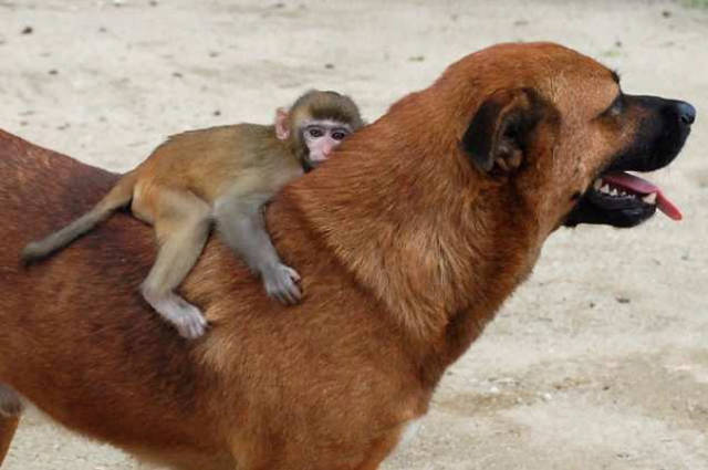 Tan, the dog in Thailand, who comforts his macaque bestie after the little guy lost his mother.