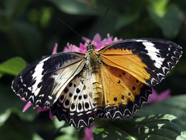 11.) A Lacewing Butterfly with some serious decoy issues.