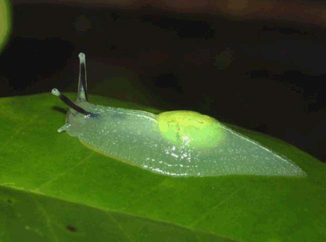 8.) Clear Slug