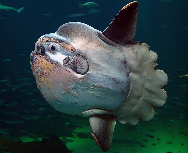 2.) Mola Mola