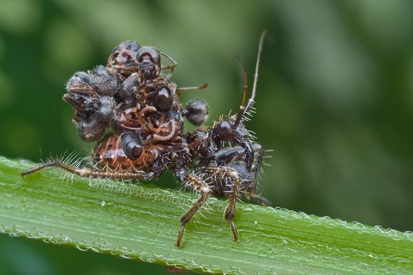 1.) Assassin Bugs: There are different species of these bugs; they attack their prey quickly and violently. They kill other insects by stabbing them with their sharp beaks and then inject enzymes into the prey. The enzymes soften the insides, allowing them to slurp it out.