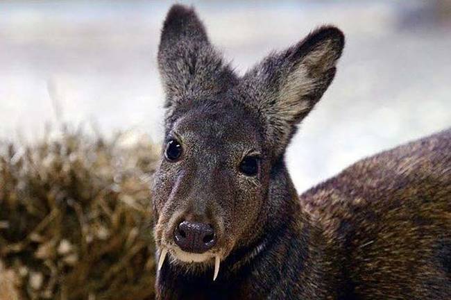 The vampire deer, that is as terrifying as it is cute.