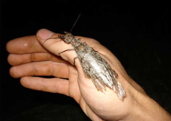 5.) Dobsonflies: Both males and females can grow to be up to 5 inches long. The males’ mandibles are actually so big, they are unable to harm humans. The females, however, can bite you and even draw blood. Adults can generally be found from late spring into the middle of summer, remaining near bodies of water. Where you will be on vacation.