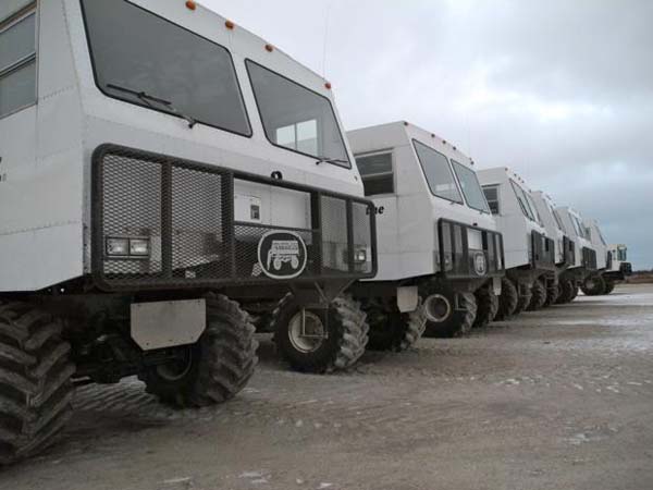 The tundra buggies let townfolk and tourists see the bears up close.