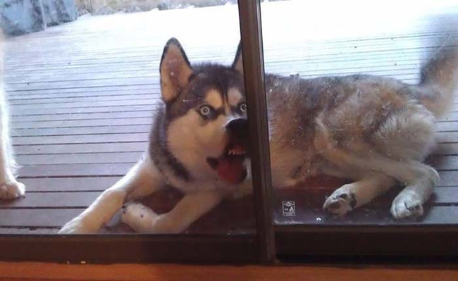 5.) Balto didn't like feeling rejected on BBQ night.