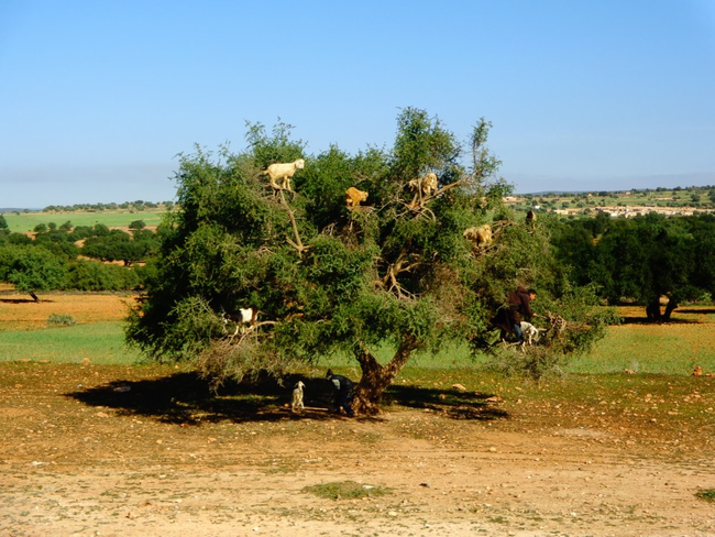 Alright goats, you win! I don't wanna play hide-and-seek with you guys anymore.