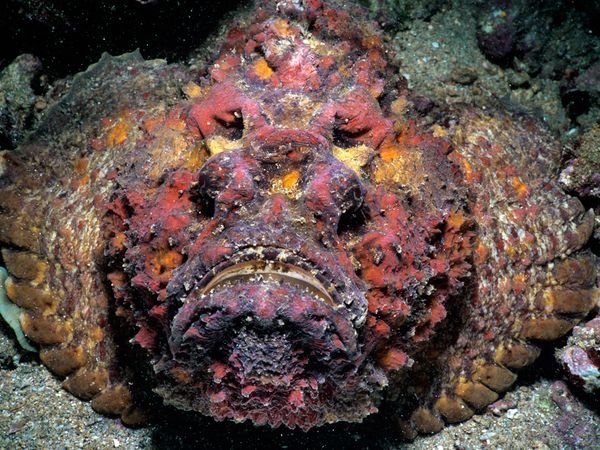 11. Stonefish - As if anything would bother a fish with a mug like that, stonefish have poisonous spines that stick up when threatened.