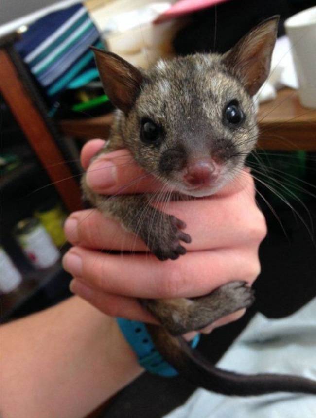 That's what makes rescue and nursing efforts like those at Adelaide Zoo so important.