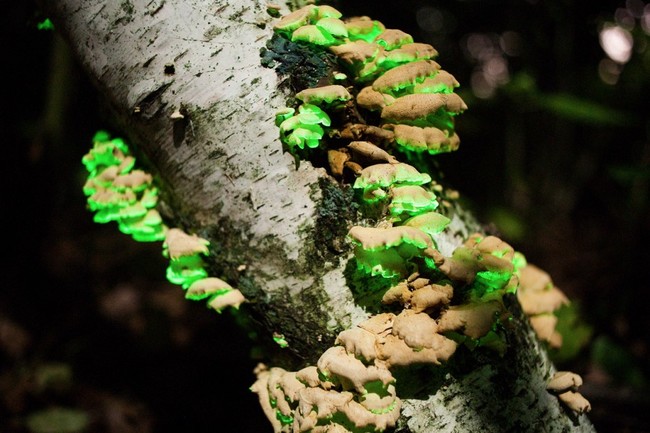 1.) Glowing Mushrooms, New England.