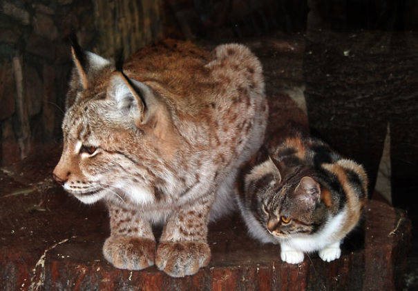 This little cat and big cat who are <a href="https://www.viralnova.com/cat-lynx-bff/" target="_blank">unlikely best friends</a>.