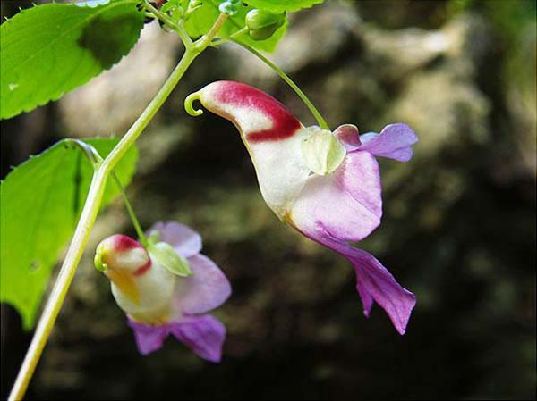 8.) Parrot Flower (Impatiens Psittacina)