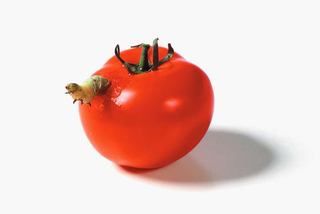 Caterpillars devouring a tomato.