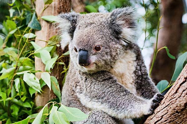 18.) Baby koalas eat their mother's excrement to absorb necessary nutrients. Mmmm.