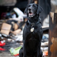 5. Kai: A fire detection dog with the San Antonio Fire Department, Kai was picked up off the streets by animal control officers after being abandoned by her owners. She escaped euthanasia by demonstrating tremendous energy and has since worked more than 200 investigations. Kai also helps educate kids on fire safety.