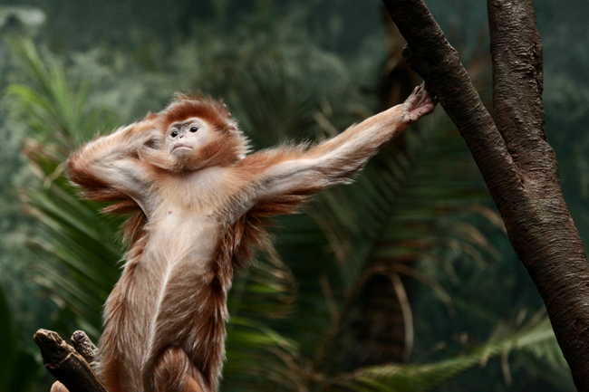 This monkey knows how to strike a pose.