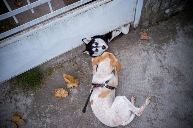 She's pretty popular and has a ton of street dog besties.