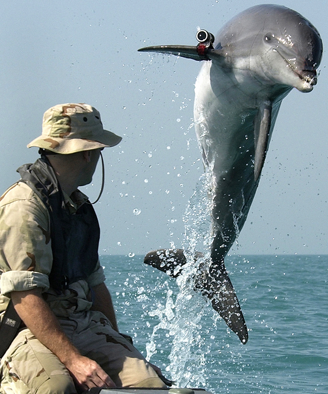 8.) Dolphins? Are You Serious? Yes I am, dolphins have been used by the navy for mine detection.