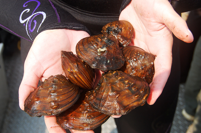 4.) Soak mussels and clams in water with a few tablespoons of flour for about 30 minutes to get rid of any sand or grit still inside.