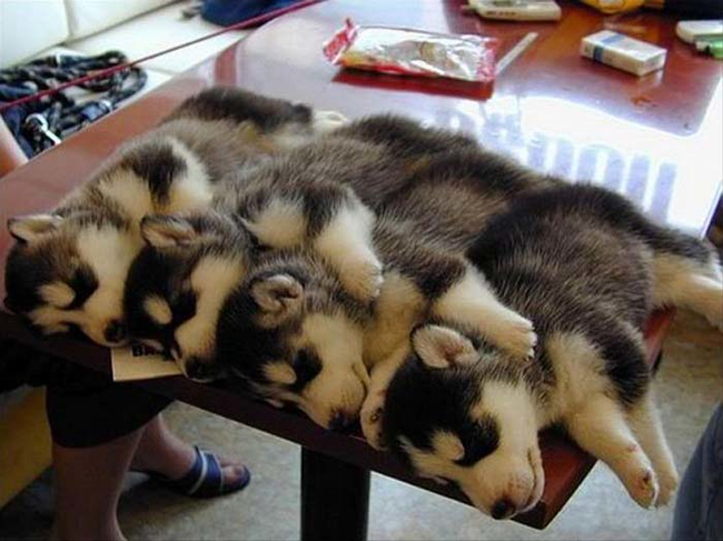 31.) Huskies were bred for adorable cuddles.