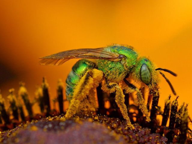 Sweat bee: 1.0 pain level. 
"Light, ephemeral, almost fruity. A tiny spark has singed a single hair on your arm."