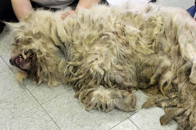 Since his fur was so dirty, painful and heavy, they had only one option: shaving Leo.