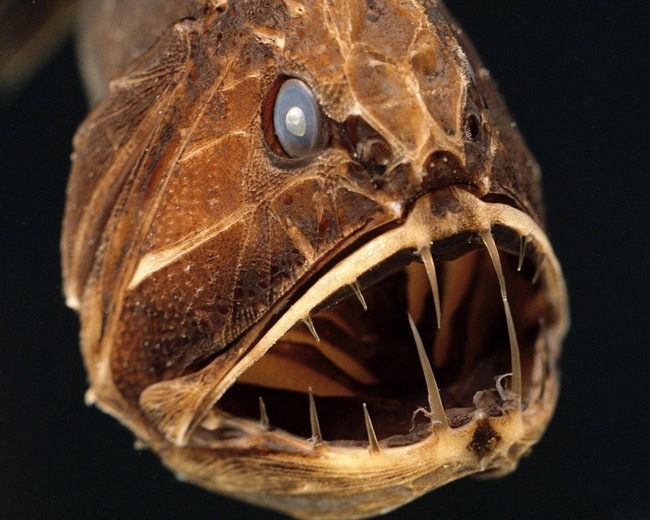 6. Fangtooth - These have the biggest teeth of any fish in the ocean (proportionate to body size).