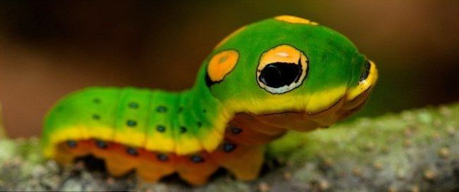 4.) Spicebush Swallowtail Caterpillar