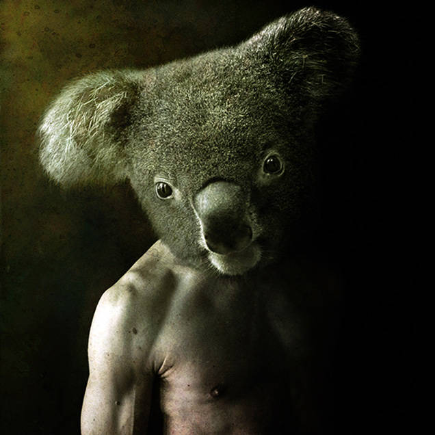 Aw man, koalas are so adorable and cute. This is just terrifying.