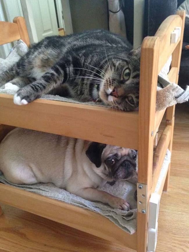 Pug and cat bunk beds, guys. PUG. AND. CAT. BUNK. BEDS.