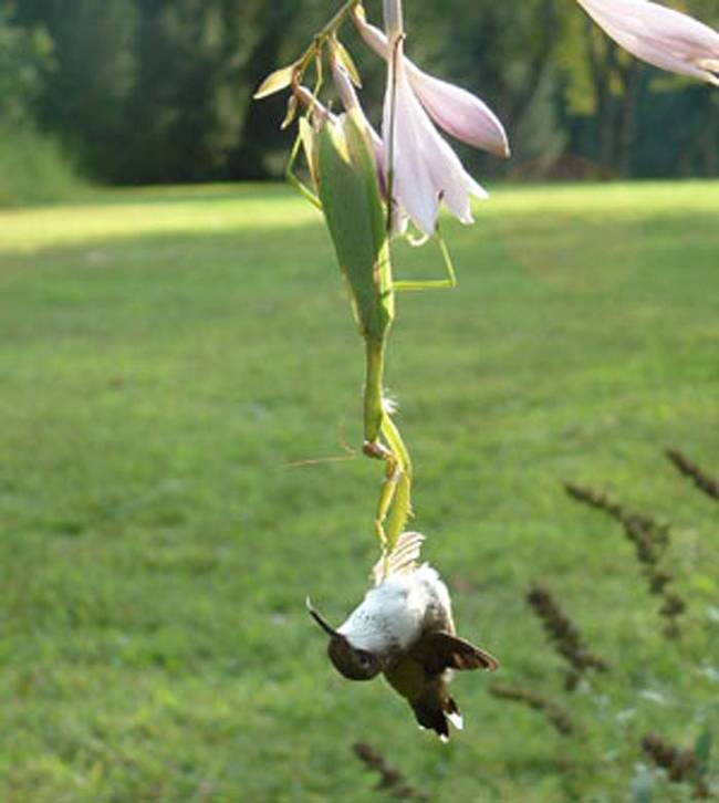 Typically, mantids feed on smaller, fast flying insects like bees and wasps. The sugar water in a hummingbird feeder will attract most of their normal prey. Therefore, it's the perfect spot to sit and wait.