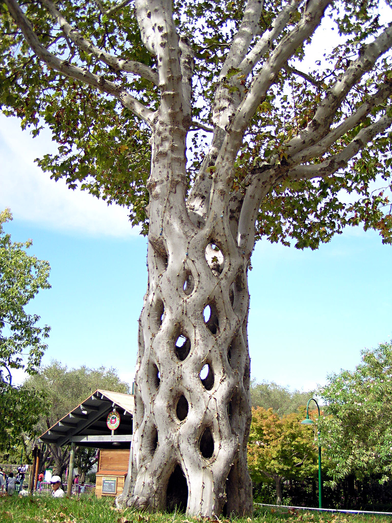 1. A Circus Tree: formed by 6 sycamore trees that were shaped, bent and braided.