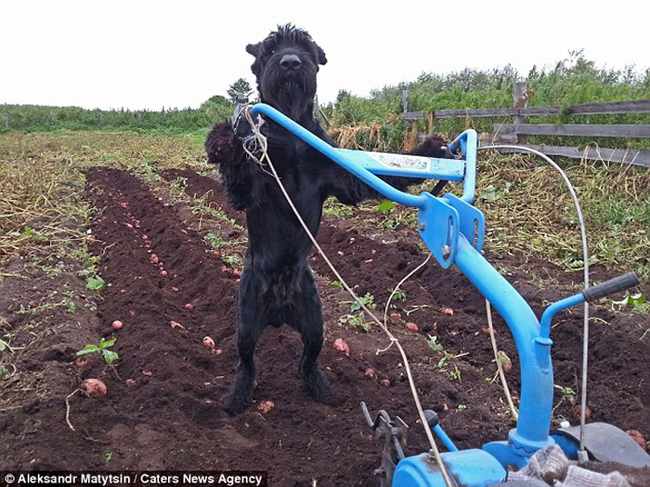 Lemon has no problem with standing on his hind legs and giving the field a good plough.