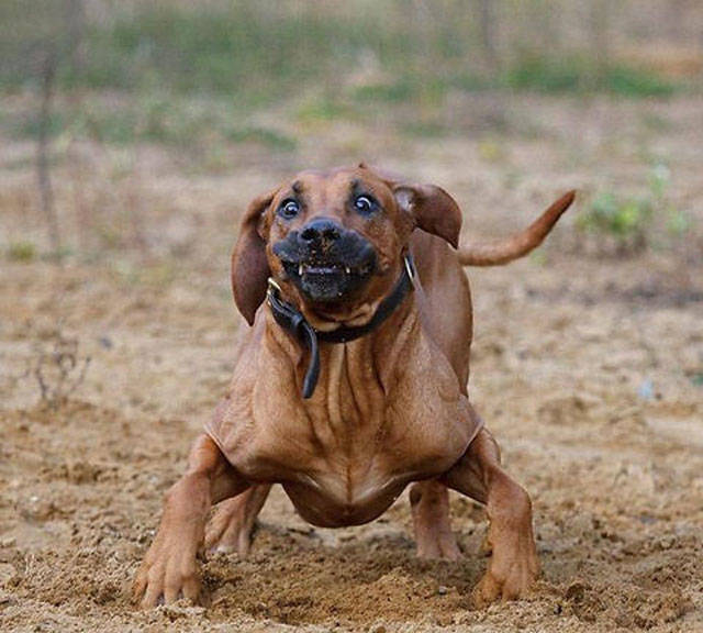 "I'm ready - throw the ball!"