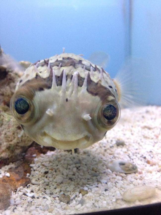 This big eyed beauty.