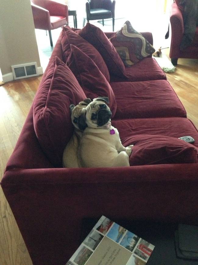 Not like theres a WHOLE couch to sit on, or anything.