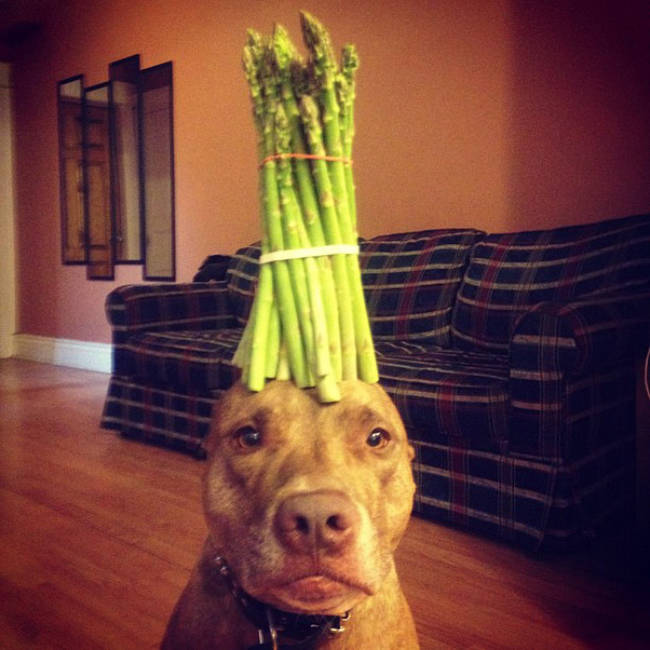 "What's that you say? If I let you put these vegetables on my head you will give me a treat? I'm cool with that."