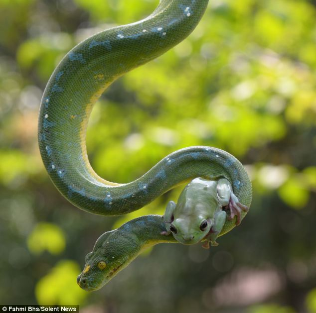 Spending the day climbing up and down your python friend.