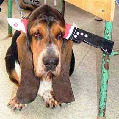 1.) This basset is not exactly thrilled about getting his head sliced open.