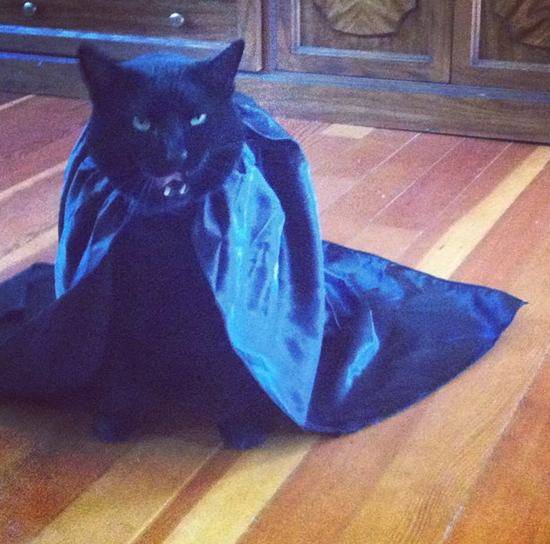 16.) This cat does appreciate his cape because it makes it hard for him to be a cat.